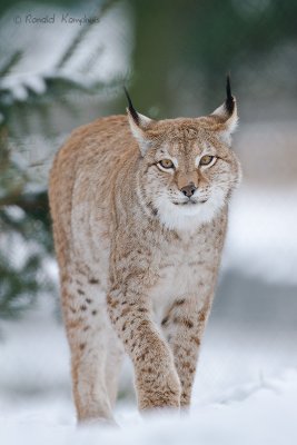 Lynx
