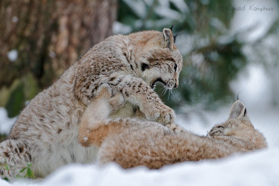 Lynx