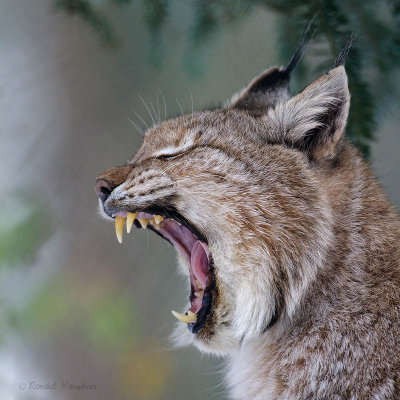 Lynx