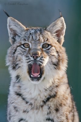 Lynx