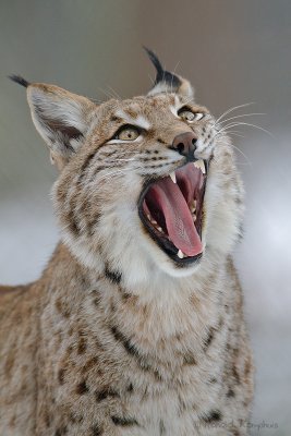 Lynx