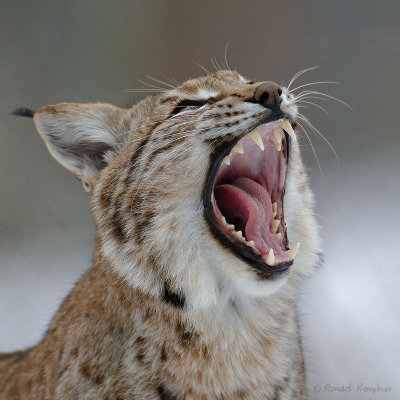 Lynx