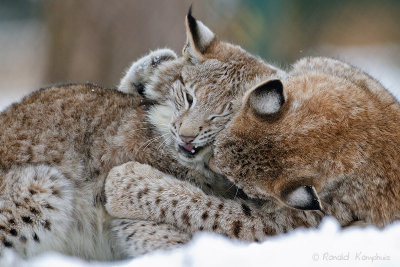 Lynx
