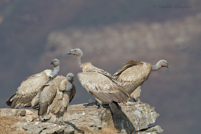 Cape vulture - Kaapse gier