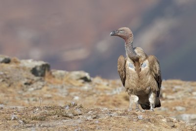 Cape vulture - Kaapse gier