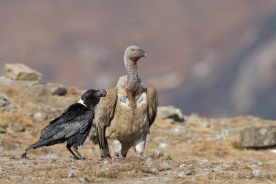 Cape vulture, Whitenecked raven - Kaapse gier, Witnekraaf