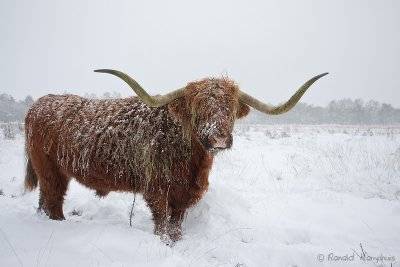 Highland cattle - Schotse hooglander