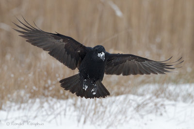 Common Raven - Raaf