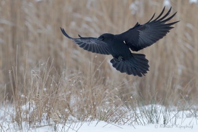 Common Raven - Raaf