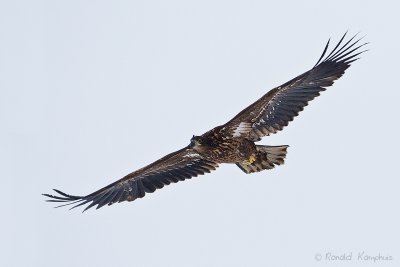 White tailed eagle - Zeearend