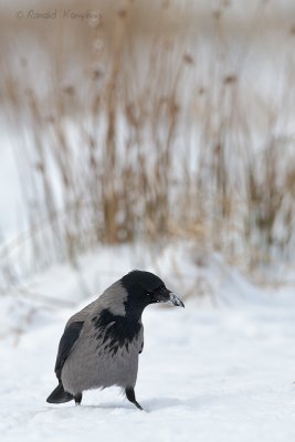 Hooded Crow - Bonte Kraai