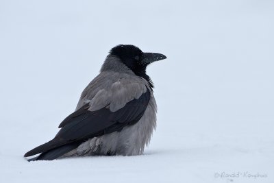 Hooded Crow - Bonte Kraai