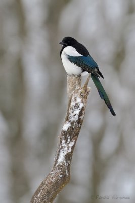 Eurasian Magpie - Ekster