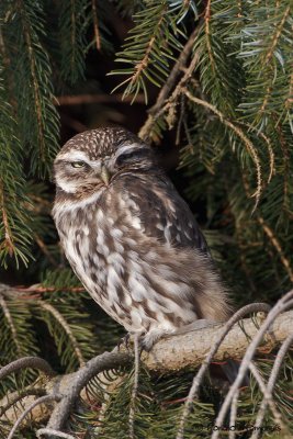 Little Owl - Steenuil