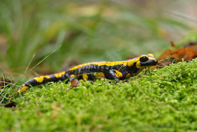 Fire salamander - Vuursalamander