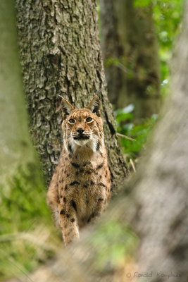 Lynx 
