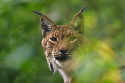 Lynx 