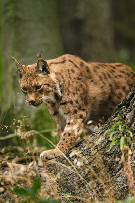 Lynx 