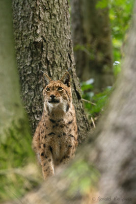 Lynx