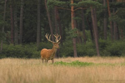 Red deer - Edelhert