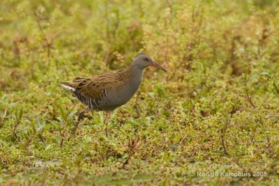 Water rail - Waterral