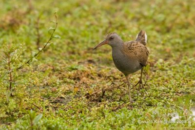 Water rail - Waterral