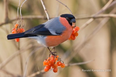 Bullfinch -  Goudvink