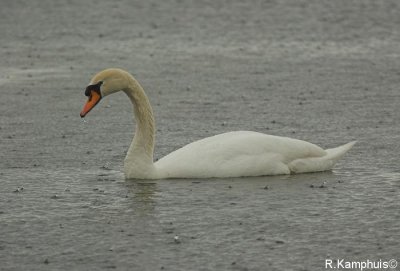 Mute Swan - Knobbelzwaan