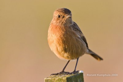 European Stonechat - Roodborsttapuit