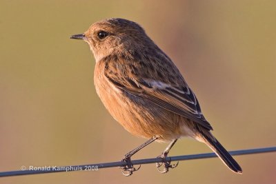 European Stonechat - Roodborsttapuit