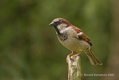Sparrow - Huismus