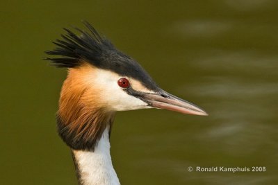 Great crested grebe - Fuut