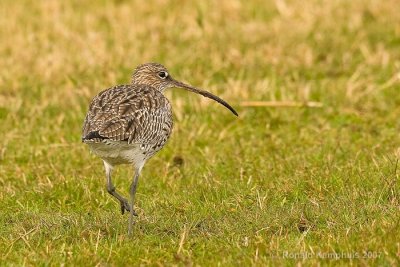 Curlew - Wulp