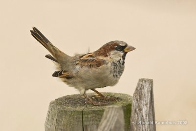 Sparrow - Huismus