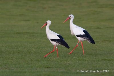 White stork - Ooievaar