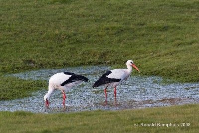 White stork - Ooievaar