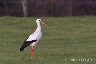 White stork - Ooievaar