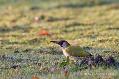 Green woodpecker - Groene specht