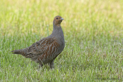 Grey partridge - Patrijs