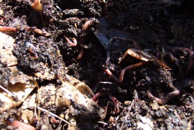 compost