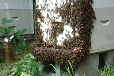 bees