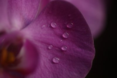 Scent