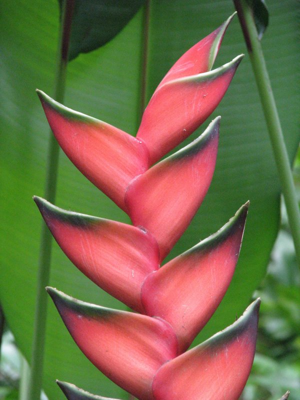 Lobster Claw, Maui, Hawaii