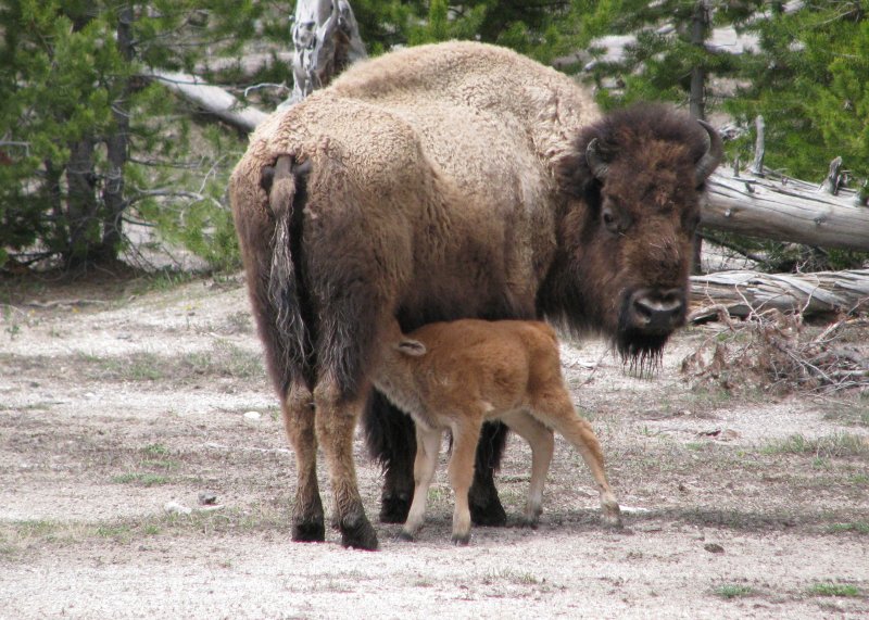 Momma and Calf, Wyoming