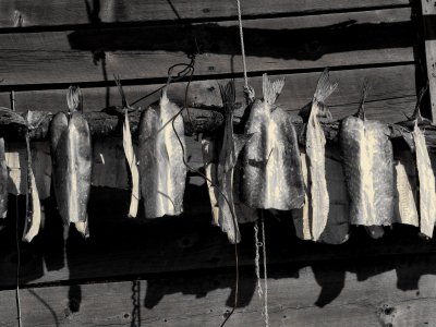 Drying pike, Kwethluk, Alaska