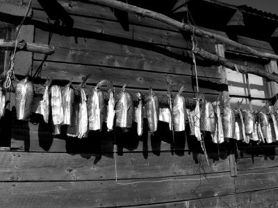 Drying pike, Kwethluk, Alaska