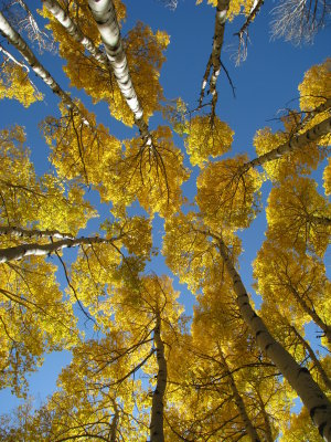 Aspen trees, Colorado