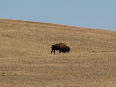 Lone Buffalo, Colorado