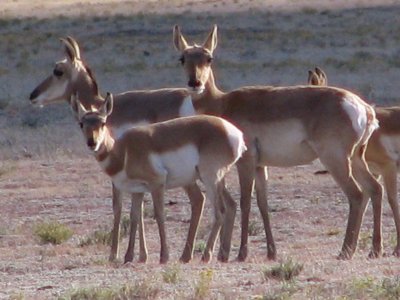 Pronghorn Antelope, Colorado