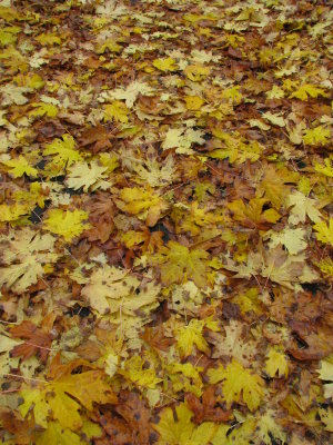Autum leaves, Washington